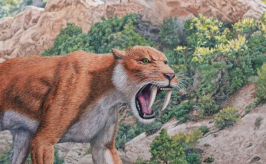 Detail of sabertooth painting.